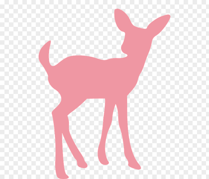 Deer Pink Tail Wildlife Roe PNG