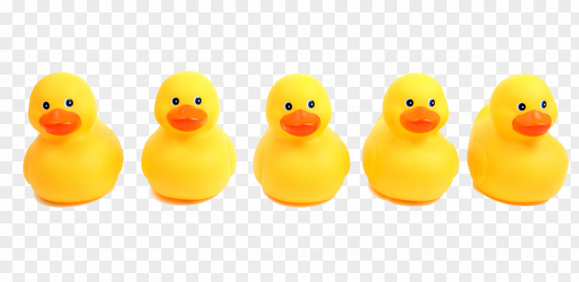 Ducks In A Row Domestic Duck Clip Art Stock Photography PNG