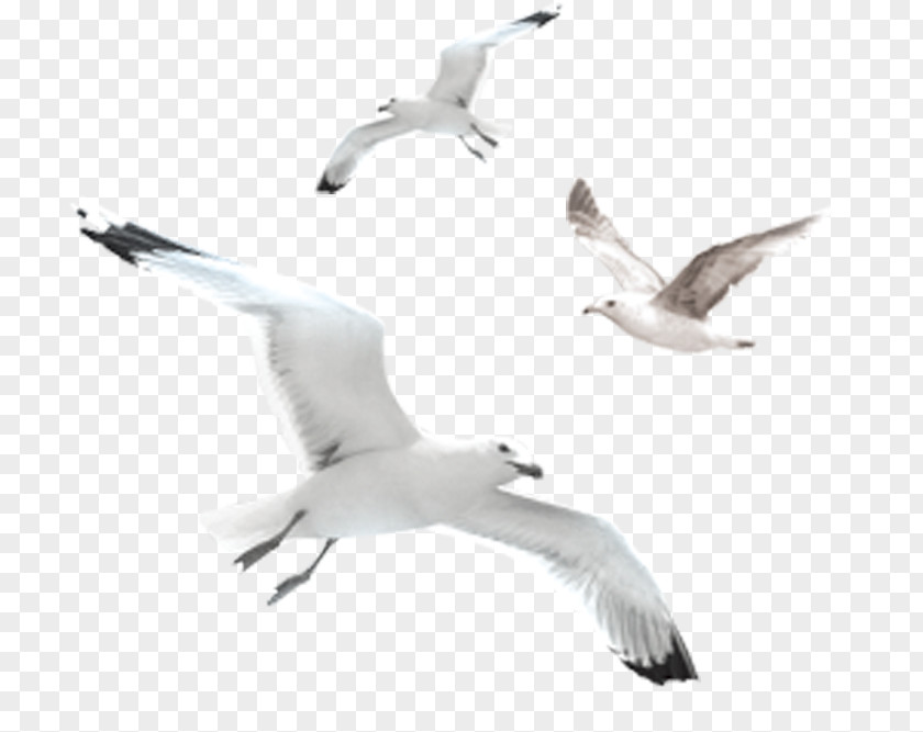 European Herring Gull Gulls Common Bird PNG