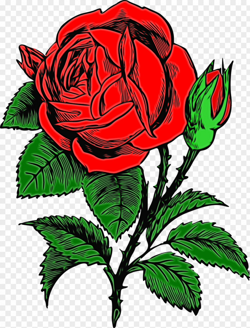 Floribunda Hybrid Tea Rose Watercolor Flower Background PNG