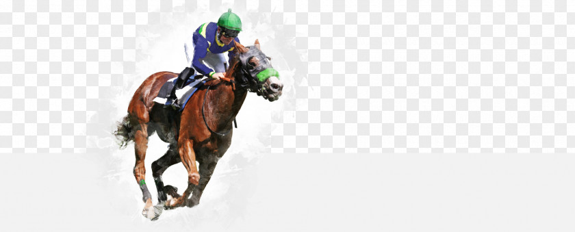 Horse Race Racing Jockey Stallion Sports Betting PNG
