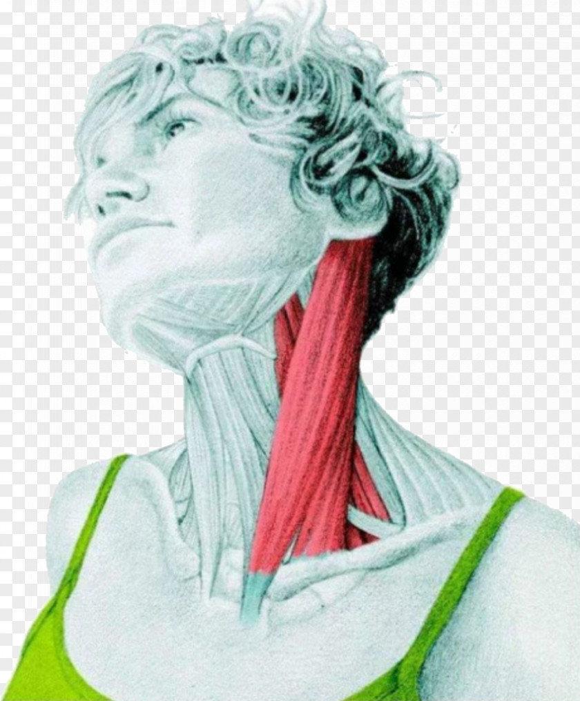 Latissimus Dorsi Sternocleidomastoid Muscle Stretching Human Body Neck PNG