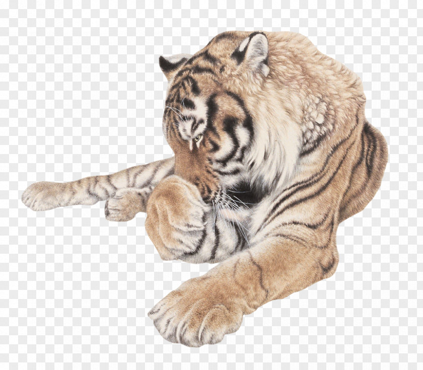 Tiger Siberian Cat PNG