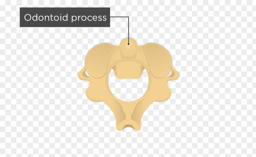 Cervical Vertebra Atlas Axis Process Vertebral Column Human Skeleton Bone PNG