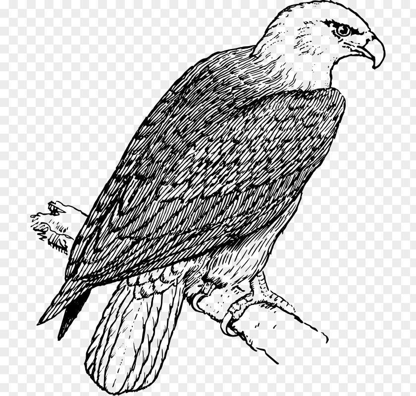 Eagle Bald Coloring Book Adult PNG
