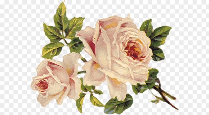 Floral Scroll Peony Design Flower Rose Vintage Clothing PNG