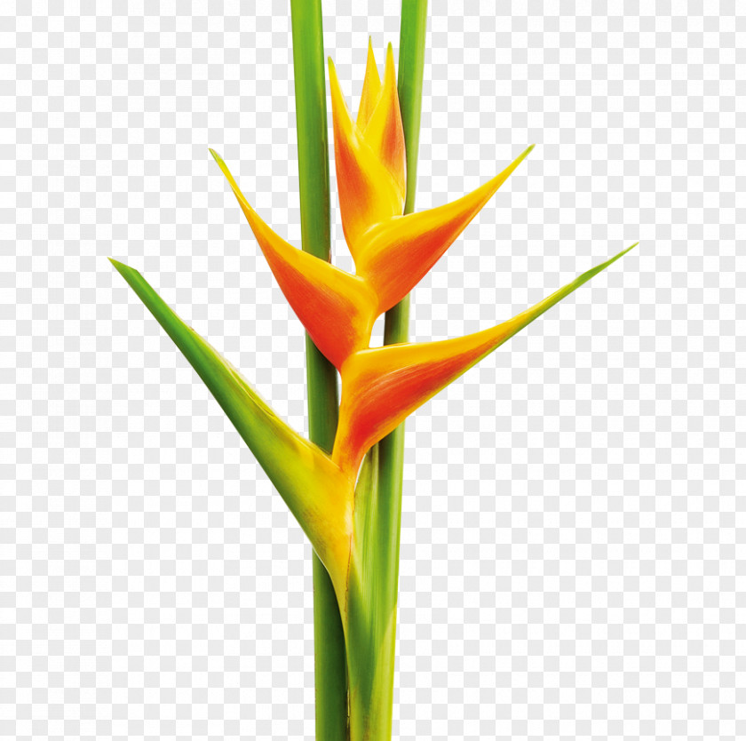 Heliconia Plant Lobster-claws Pereira Cut Flowers PNG