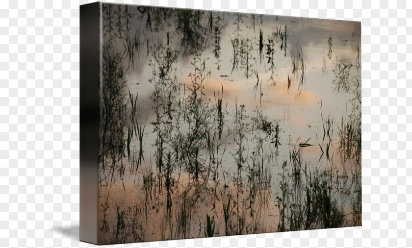 Painting Gallery Wrap Wood Tree Canvas PNG