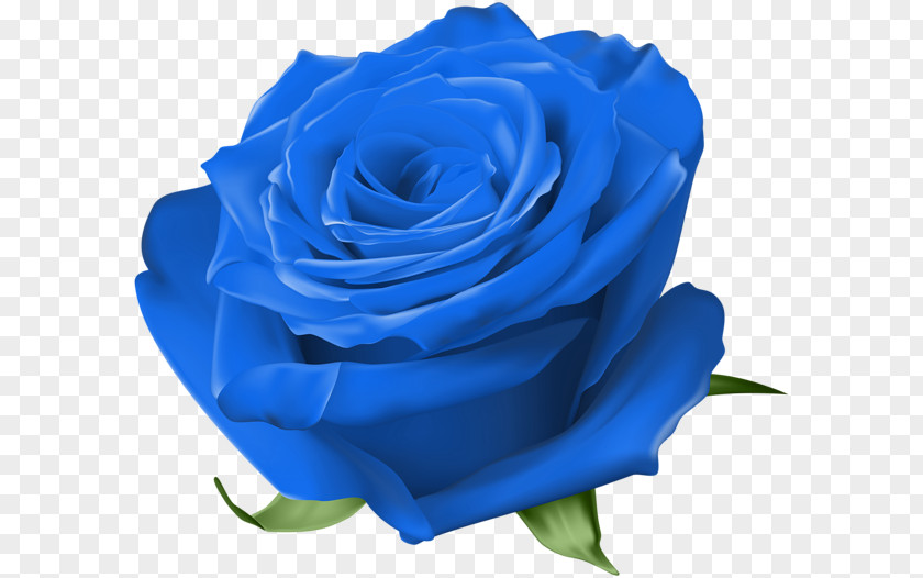 Blue Rose Garden Roses Centifolia Floribunda PNG