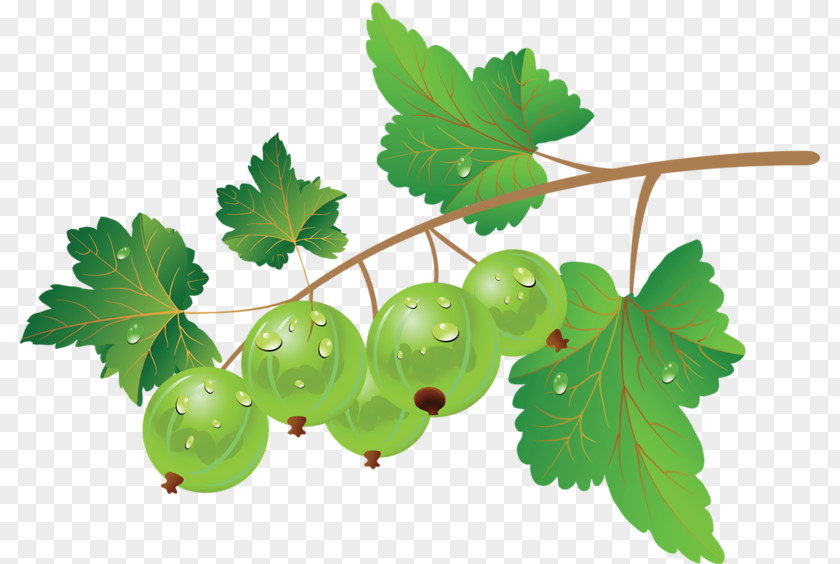 Blueberry Berry Fruit PNG