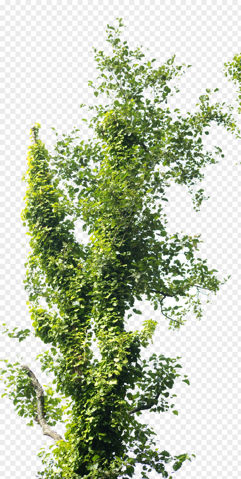 Coriander Branch Tree Trunk Reforestation PNG