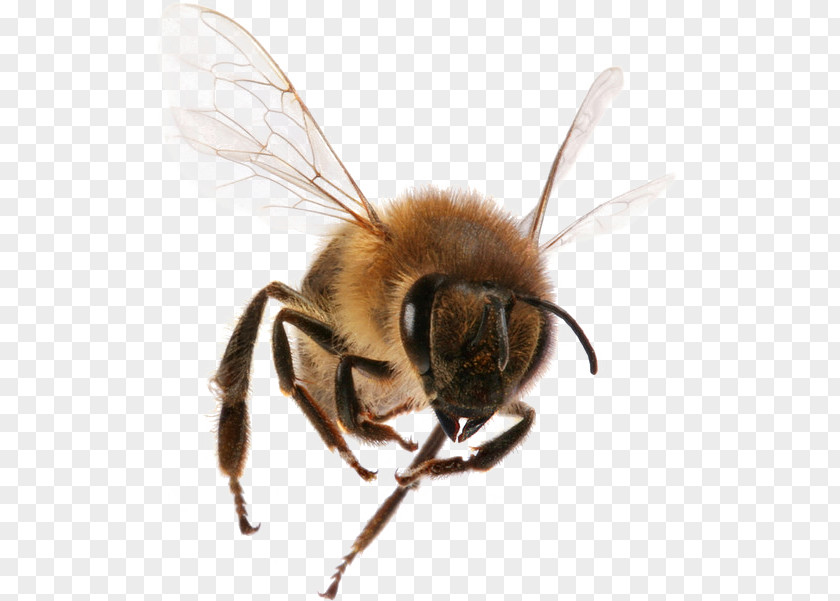 Hornets Insects Western Honey Bee Insect Sting Worker PNG