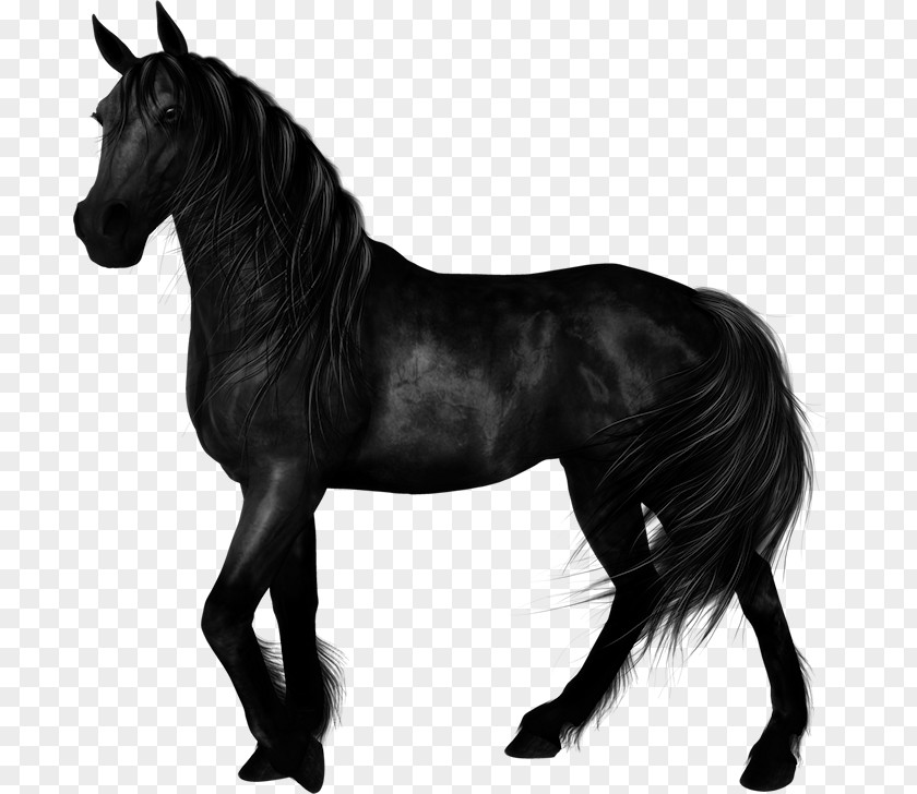 Mustang Stallion Arabian Horse Foal Mare PNG