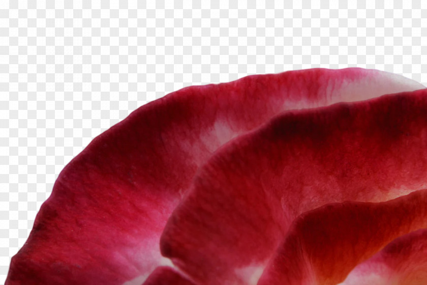 Petal Flower Red Close-up PNG