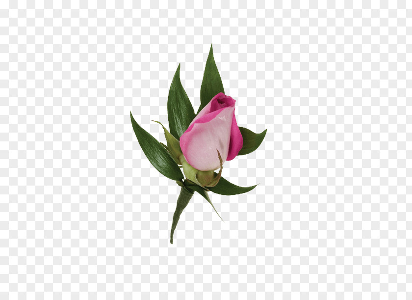 Rose Garden Roses Boutonnière Corsage Flower PNG