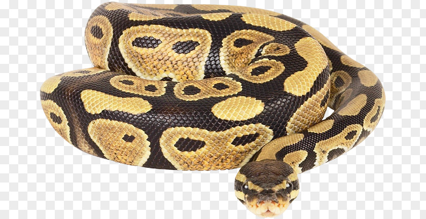 Snake Ball Python Reticulated African Rock PNG