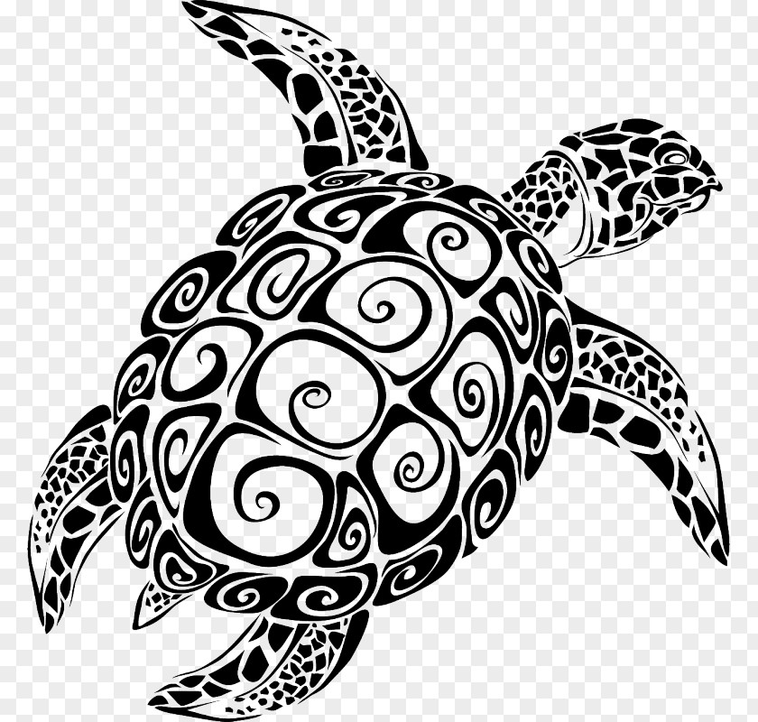 Turtle Sea Vector Graphics The Image PNG