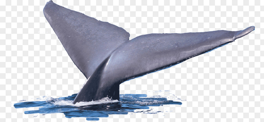 Whale Tail Common Bottlenose Dolphin Tucuxi Short-beaked Wholphin Cetacea PNG
