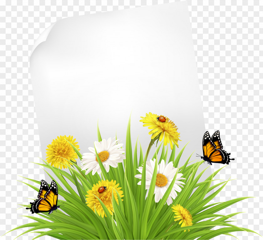 Wildflower Pollinator Grass Insect Plant Flower Butterfly PNG