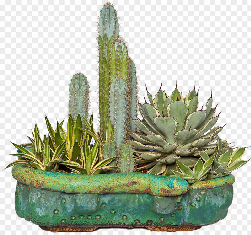 Cactus Flowerpot Succulent Plant Cactaceae Aloe Clip Art PNG