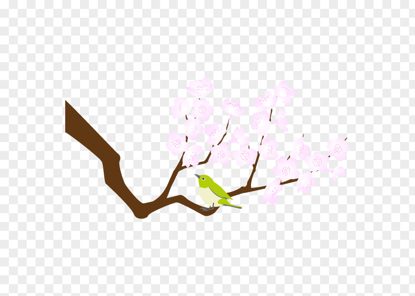 Illustration Drawing Clip Art Text Plants PNG