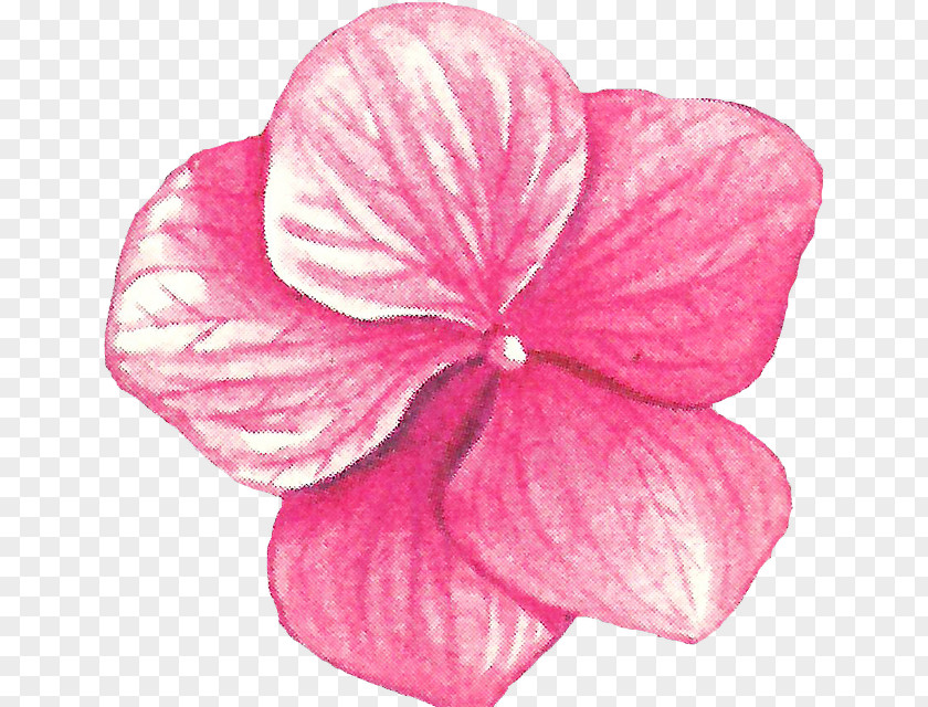 Petal Pink M Cut Flowers RTV PNG