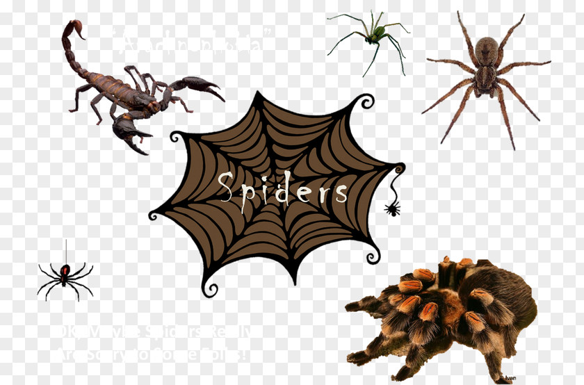 Spider Eight Legs Scorpion Tegenaria Domestica Insect PNG