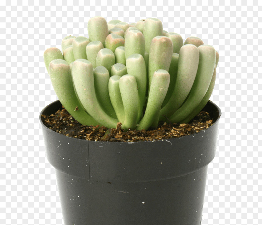 Suculent Cactaceae Fenestraria Succulent Plant Echeveria PNG