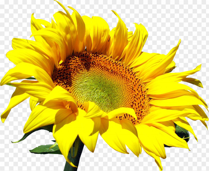 Sunflower Common Clip Art PNG