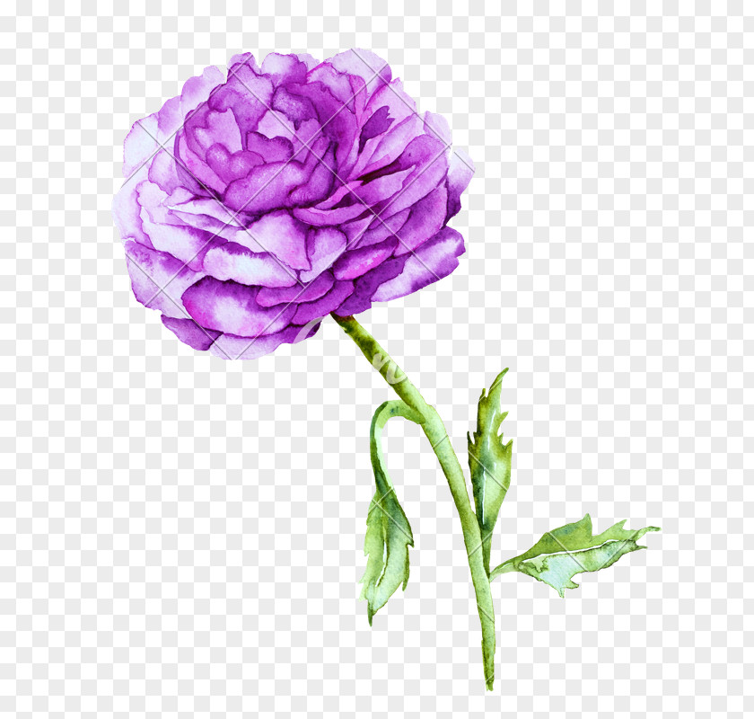 Watercolour Flower Violet Peony Watercolor Painting Photography PNG
