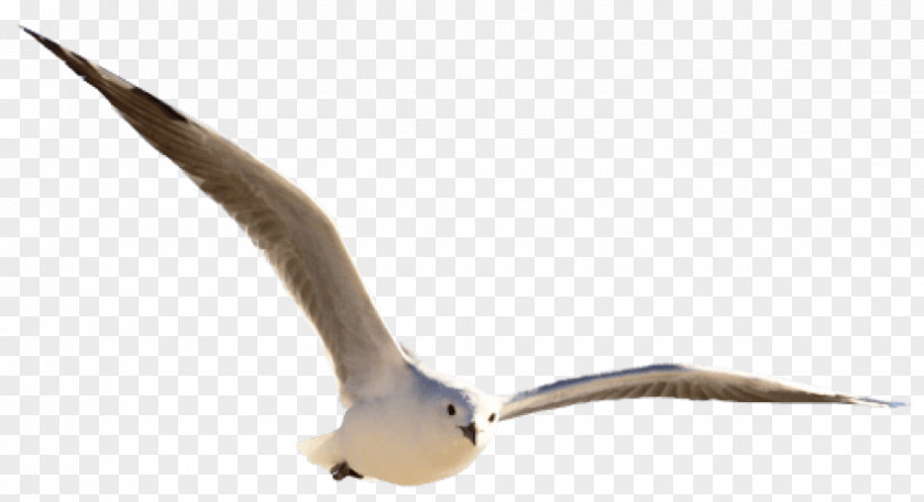 Bird Gulls Clip Art Goose PNG