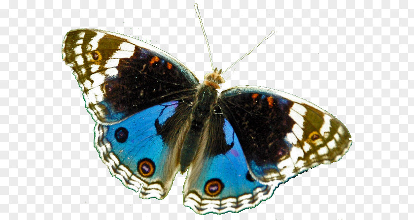 Butterflies And Moths Brush-footed Moth Butterfly Gossamer-winged Tithonus Birdwing PNG