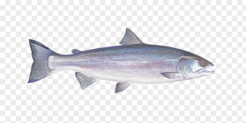 Fishing Pink Salmon Oily Fish Coho PNG