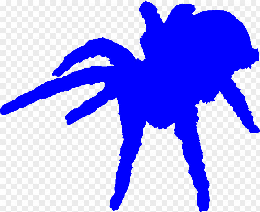 Spider Sea Otter Hermit Crab Invertebrate Desert Tortoise PNG