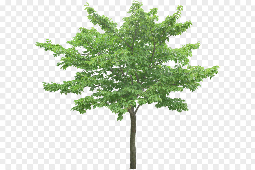 Tree Stock Photography Oak PNG