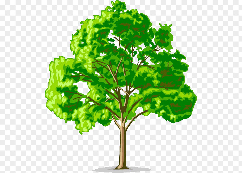 American Elm Tree Cedar Open PNG elm Open, tree clipart PNG