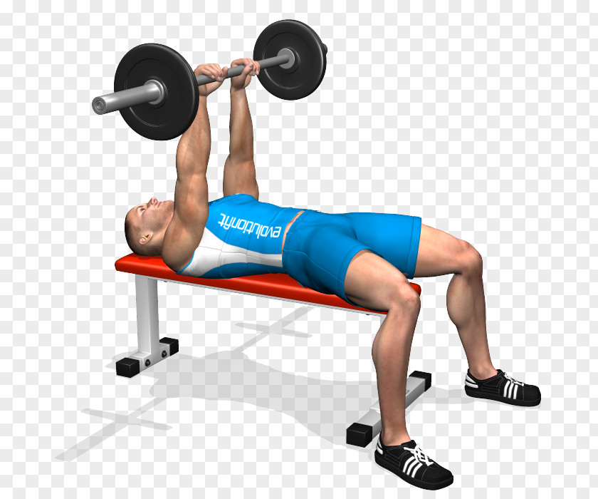 Barbell Weight Training Bench Press Triceps Brachii Muscle PNG