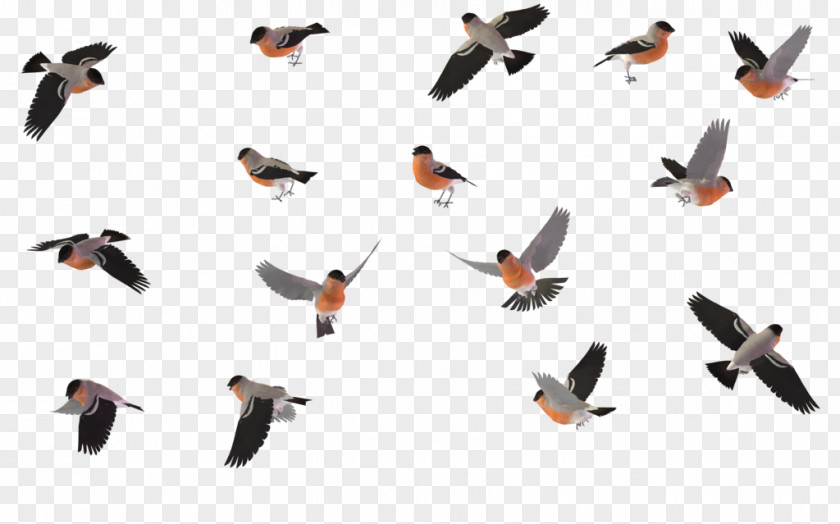Bird Migration Wren House Sparrow PNG