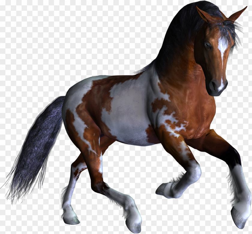 Horse Mathematics Number Subtraction 3D Computer Graphics PNG