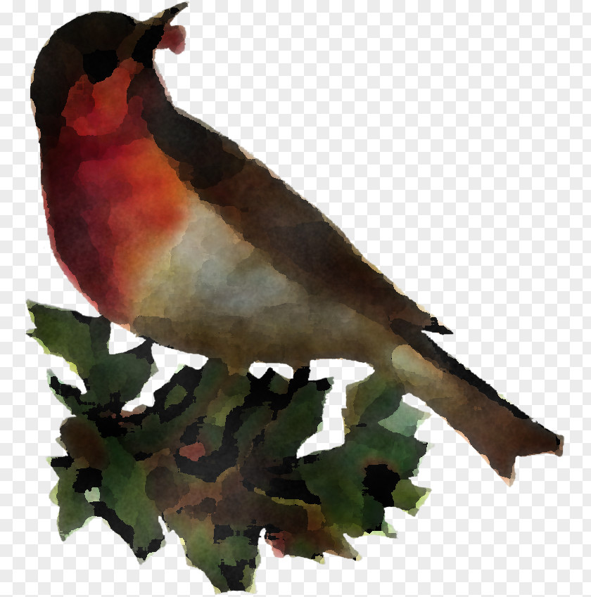 Bird Beak Finch Perching Songbird PNG