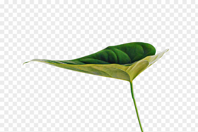 Leaf Plant Stem Plants Science Biology PNG