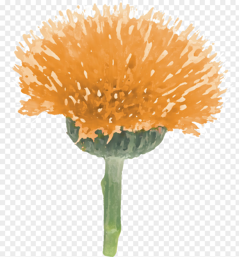 Real Flower Dandelion Flowerpot PNG