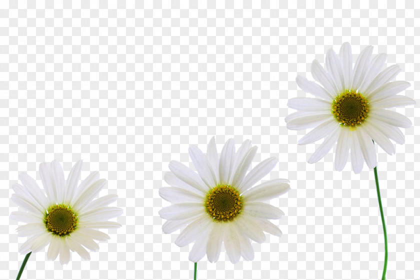 Three Yellow Chrysanthemum Picture Material Xd7grandiflorum Carnation Oxeye Daisy PNG