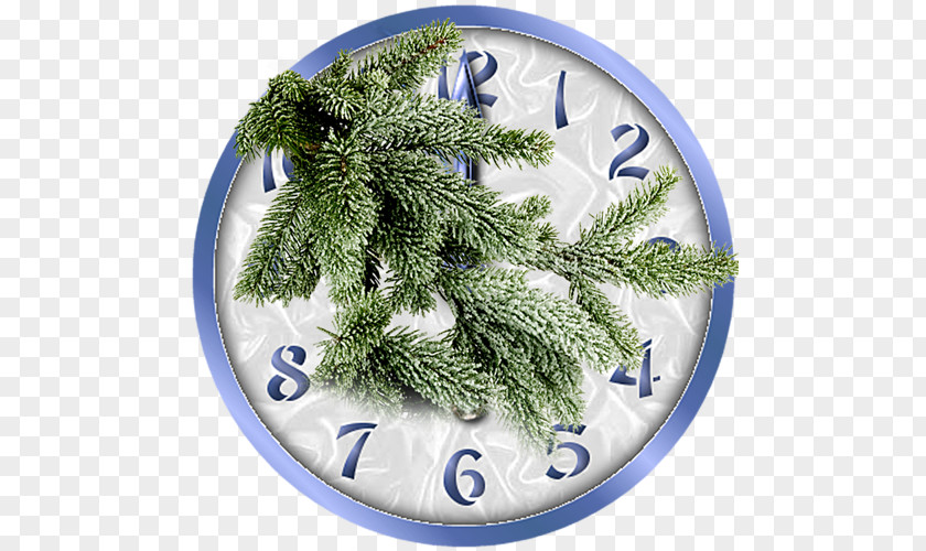 Tree Fir Branch Spruce Pine PNG