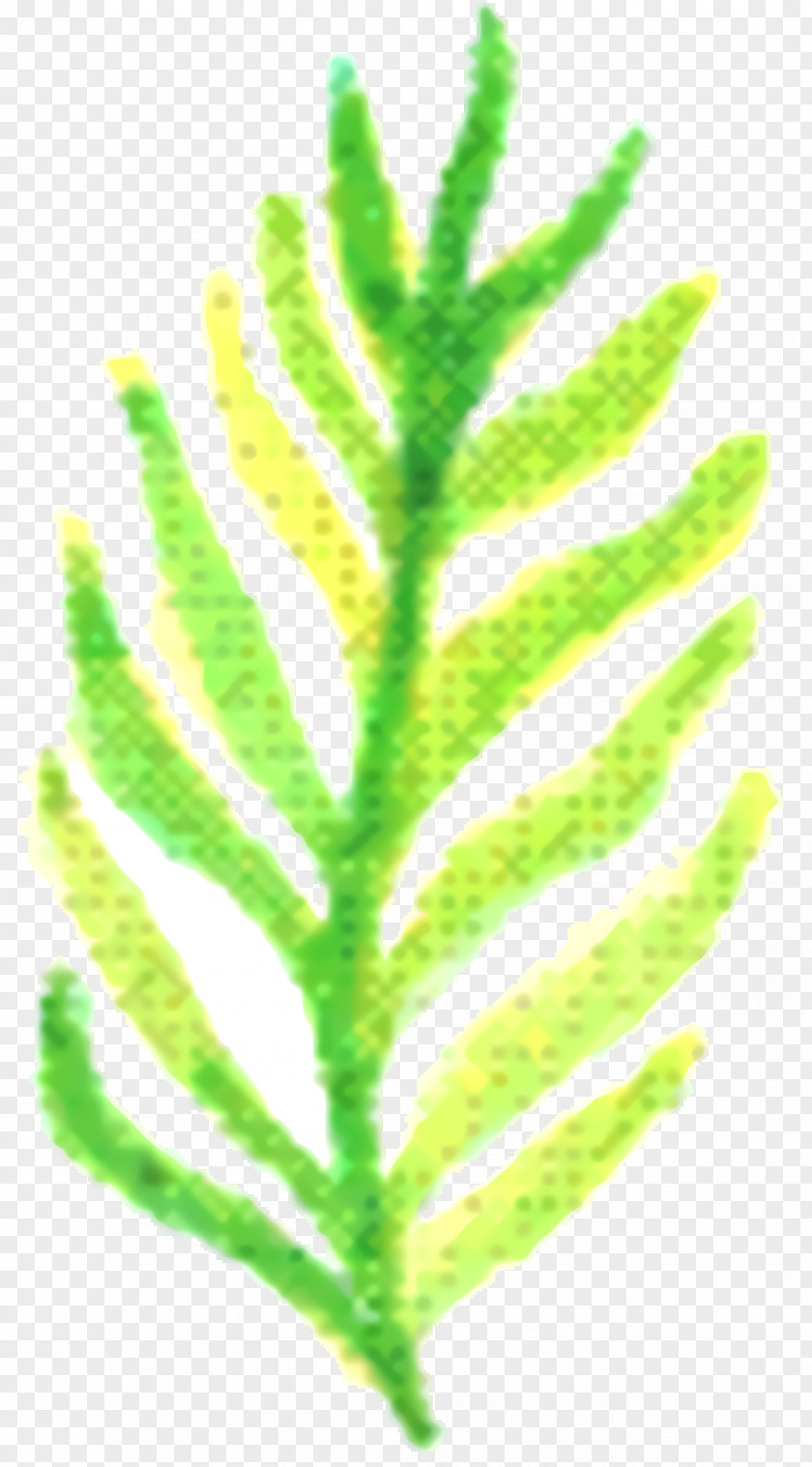 Vascular Plant Flower Green Leaf Background PNG