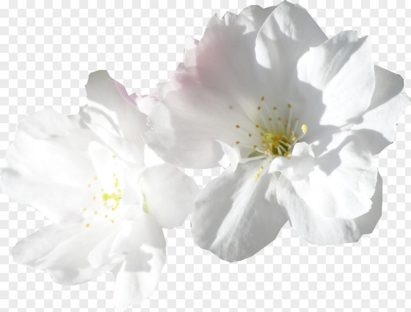 Animation Flower PNG