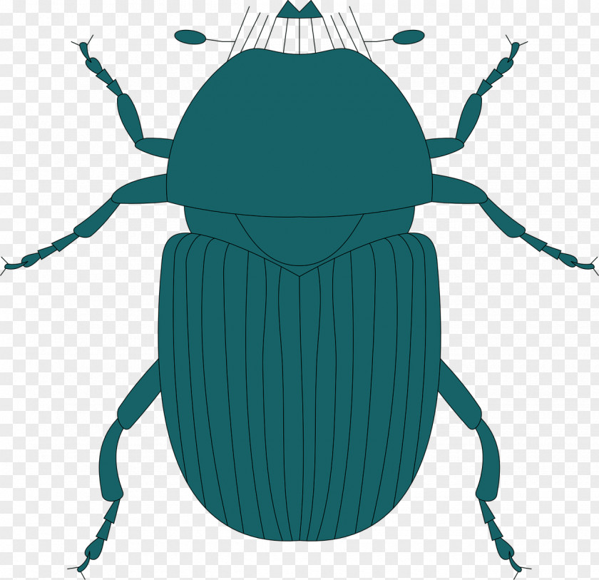 Beetle Stag Clip Art Insect Wing PNG