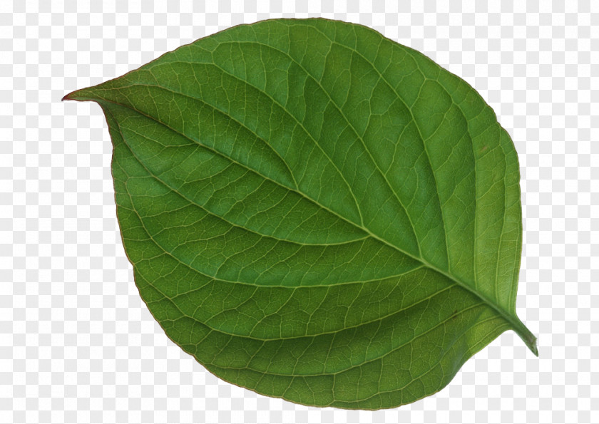 Leaves,green,leaf,Fresh Leaf Green Texture Mapping PNG