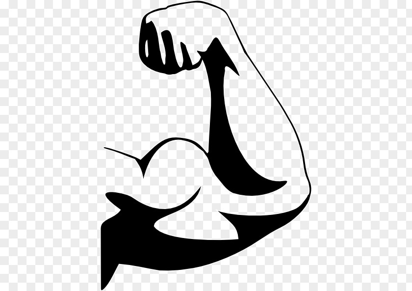Muscle Clip Art Arm Image Biceps PNG