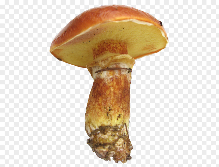 Mushroom Penny Bun Edible PNG